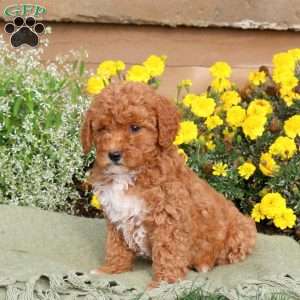 Everly, Mini Goldendoodle Puppy