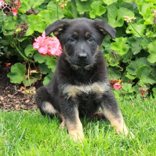 Evie, German Shepherd Puppy