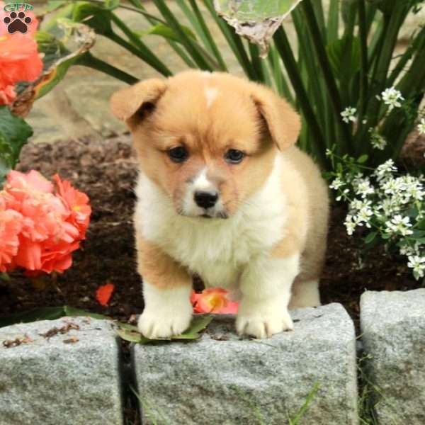 Ezra, Pembroke Welsh Corgi Puppy