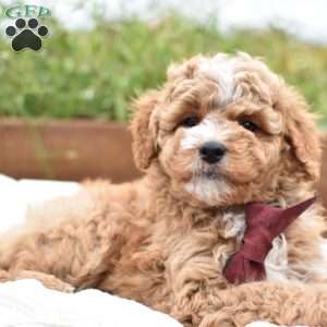 Diego, Mini Goldendoodle Puppy