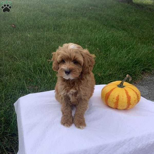 Cole, Cavapoo Puppy
