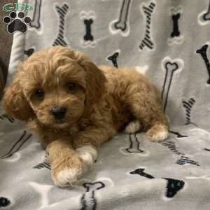 Connor, Cavapoo Puppy