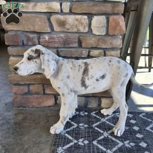 Haven, Great Dane Puppy