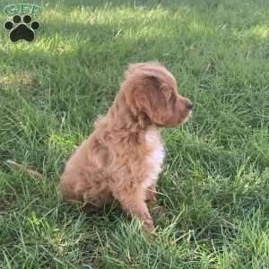 Collin, Cavapoo Puppy