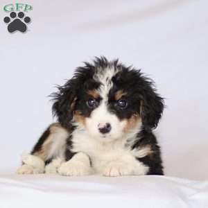 Gabby, Mini Bernedoodle Puppy