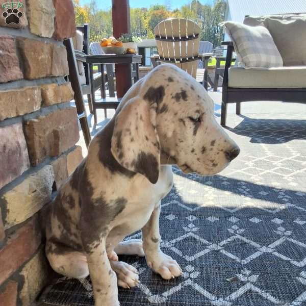 Samson, Great Dane Puppy
