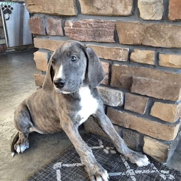 Stella, Great Dane Puppy