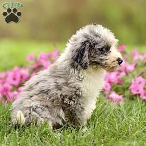 Arlo, Sheepadoodle Puppy
