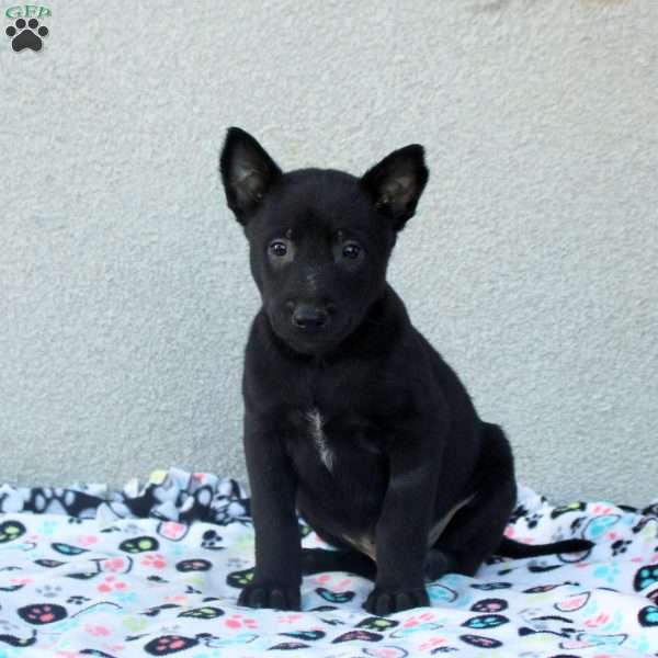 Fabian, Belgian Malinois Puppy