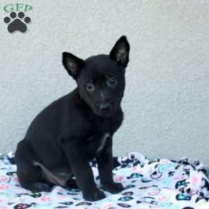 Fabian, Belgian Malinois Puppy