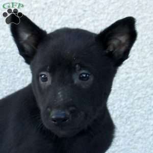 Fabian, Belgian Malinois Puppy