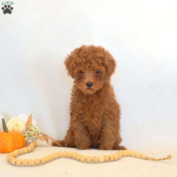 Faith, Toy Poodle Puppy
