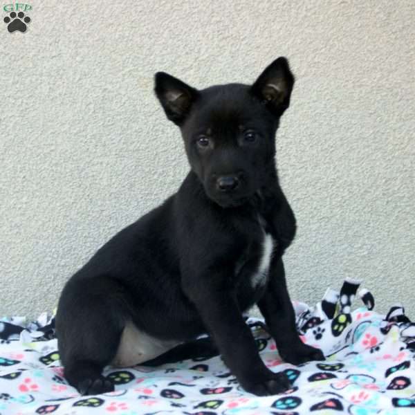 Faith, Belgian Malinois Puppy
