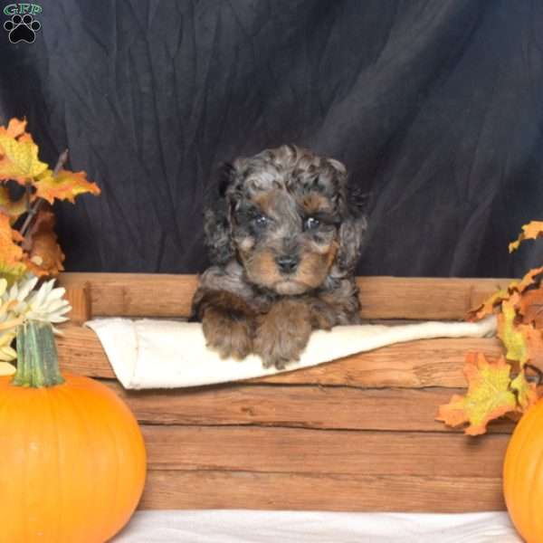 Faith, Cavapoo Puppy