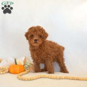 Faith, Toy Poodle Puppy