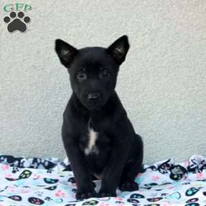 Faith, Belgian Malinois Puppy