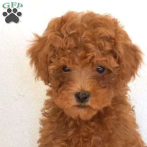 Faith, Toy Poodle Puppy