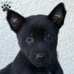 Faith, Belgian Malinois Puppy