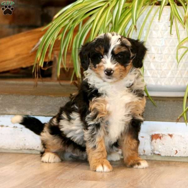 Faith, Mini Bernedoodle Puppy