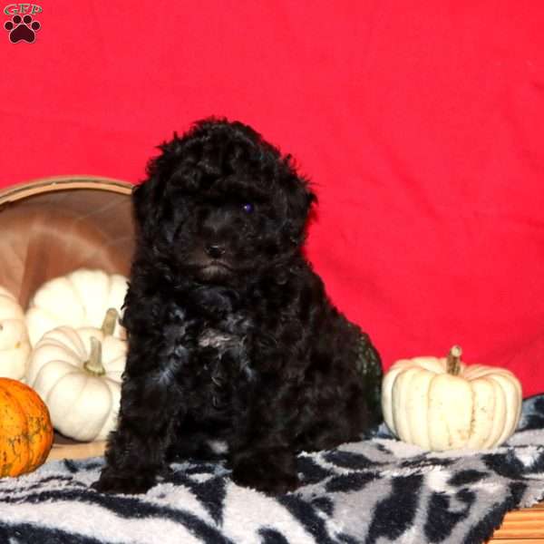 Faith, Toy Poodle Puppy