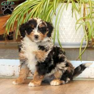 Faith, Mini Bernedoodle Puppy
