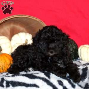 Faith, Toy Poodle Puppy