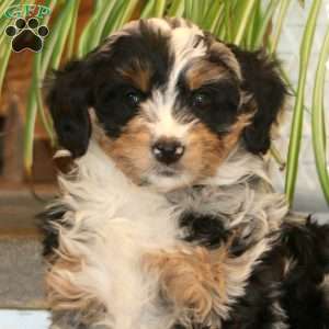 Faith, Mini Bernedoodle Puppy