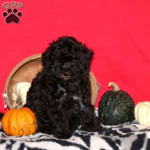 Faith, Toy Poodle Puppy