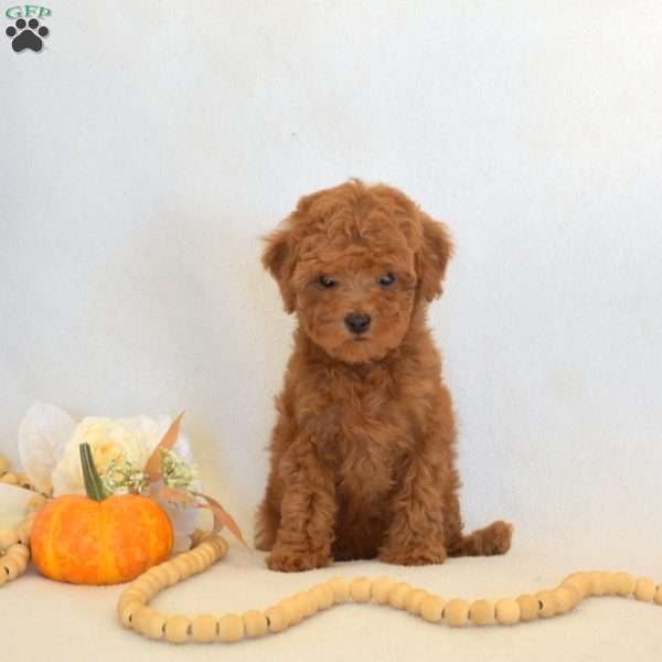 Fancy, Toy Poodle Puppy