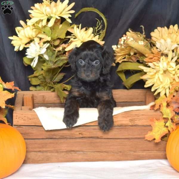Fancy, Cavapoo Puppy