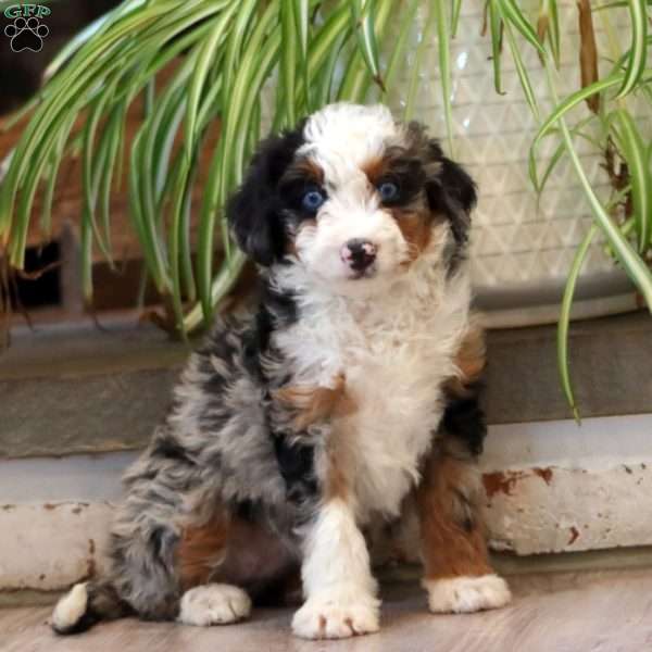 Fancy, Mini Bernedoodle Puppy