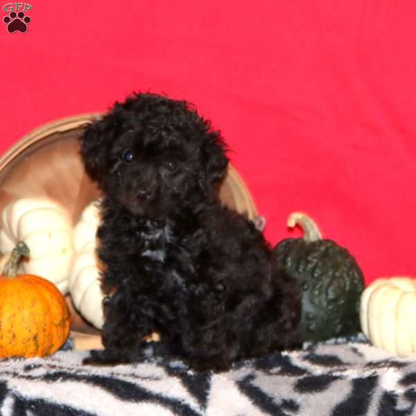 Fancy, Toy Poodle Puppy