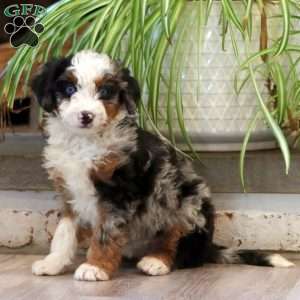 Fancy, Mini Bernedoodle Puppy