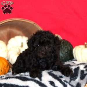 Fancy, Toy Poodle Puppy