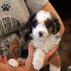Fancy, Mini Bernedoodle Puppy