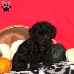 Fancy, Toy Poodle Puppy