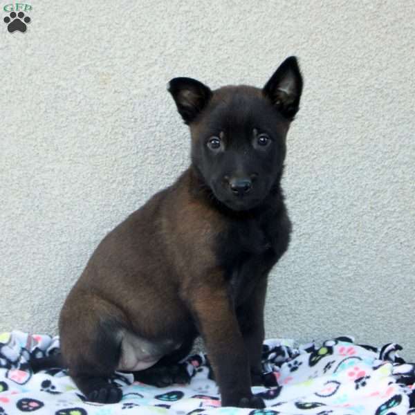 Faye, Belgian Malinois Puppy
