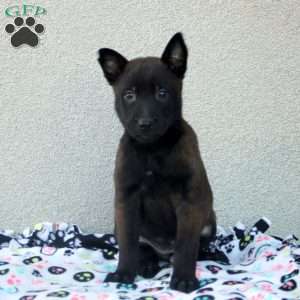 Faye, Belgian Malinois Puppy
