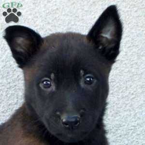 Faye, Belgian Malinois Puppy