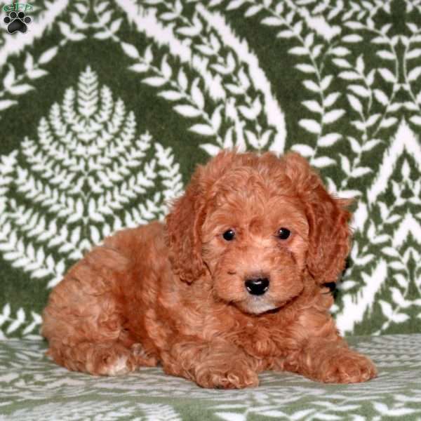 Felicity, Mini Goldendoodle Puppy
