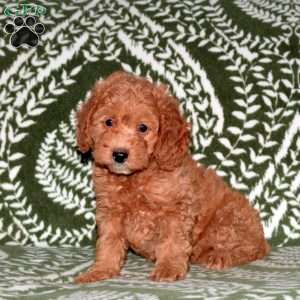 Felicity, Mini Goldendoodle Puppy