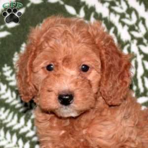 Felicity, Mini Goldendoodle Puppy