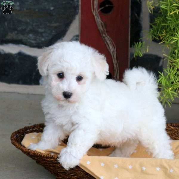 Felix, Bichon Frise Puppy