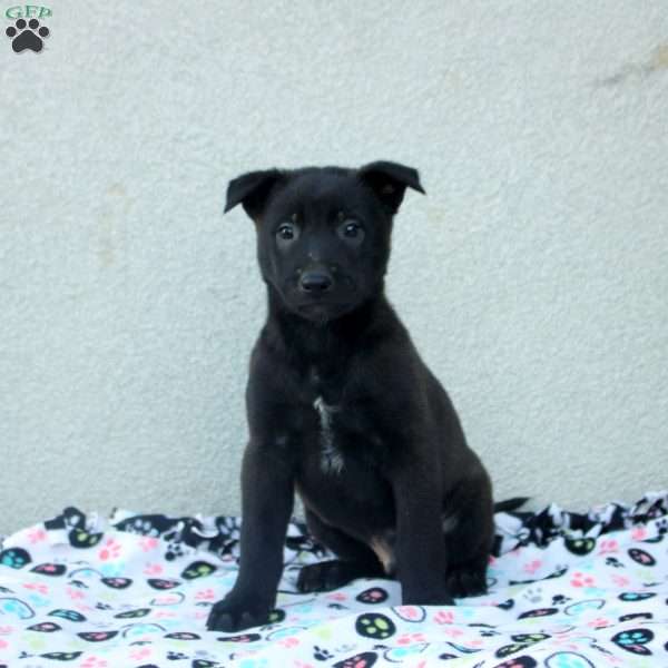 Felix, Belgian Malinois Puppy