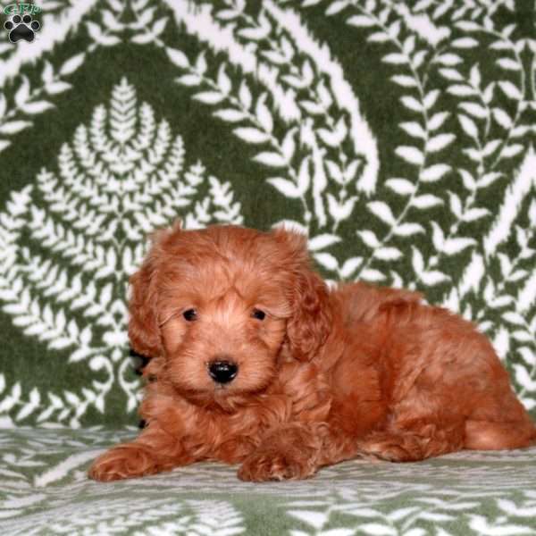 Felix, Mini Goldendoodle Puppy