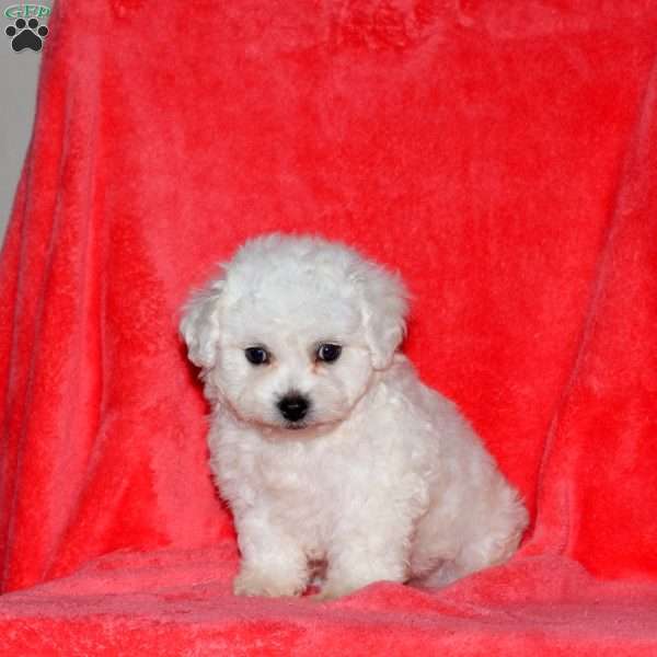 Felix, Bichon Frise Puppy