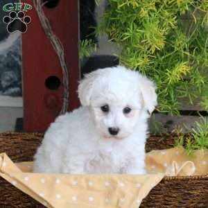 Felix, Bichon Frise Puppy