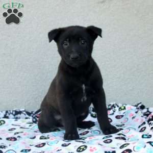 Felix, Belgian Malinois Puppy