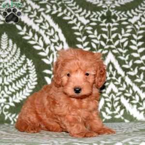 Felix, Mini Goldendoodle Puppy
