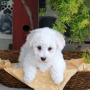 Felix, Bichon Frise Puppy